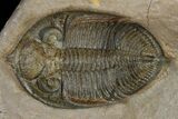 Detailed Zlichovaspis Trilobite - Issoumour, Morocco #171510-1